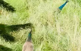 Galeria aktualności &bdquo;Zaginiona para pawi w Golczewie &ndash; pilnie poszukiwany właściciel i pomoc w zabezpieczeniu ptak&oacute;w&rdquo; 1