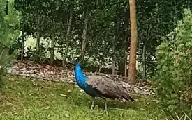 Galeria aktualności &bdquo;Zaginiona para pawi w Golczewie &ndash; pilnie poszukiwany właściciel i pomoc w zabezpieczeniu ptak&oacute;w&rdquo; 3